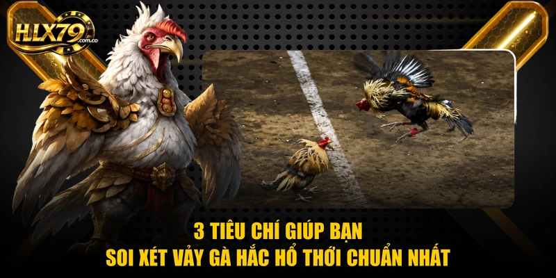 3 tiêu chí giúp bạn soi xét vảy gà hắc hổ thới chuẩn nhất 3 tiêu chí giúp bạn soi xét vảy gà hắc hổ thới chuẩn nhất