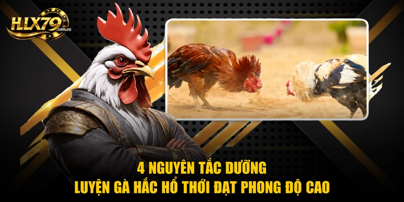 4 nguyên tắc dưỡng luyện gà hắc hổ thới đạt phong độ cao 4 nguyên tắc dưỡng luyện gà hắc hổ thới đạt phong độ cao