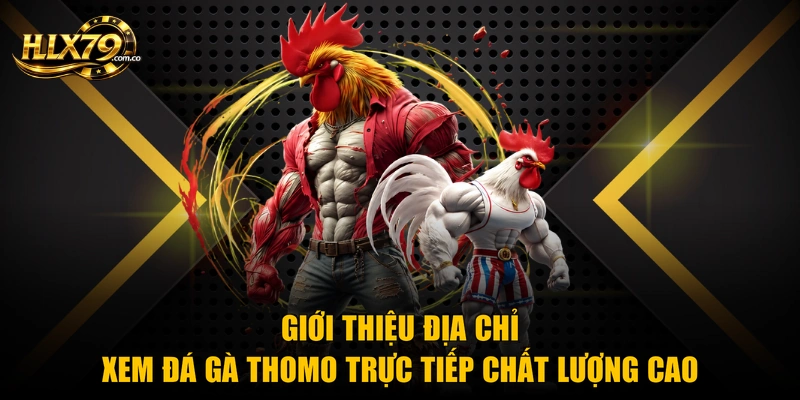 Giới thiệu địa chỉ xem đá gà Thomo trực tiếp chất lượng cao Giới thiệu địa chỉ xem đá gà Thomo trực tiếp chất lượng cao
